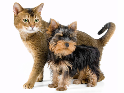 deck-safety-pets