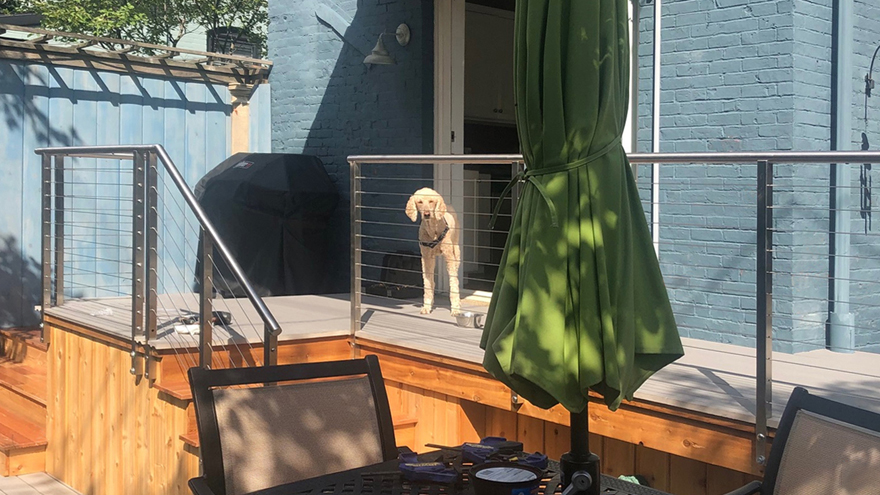 Dog peaks through cable railing on deck